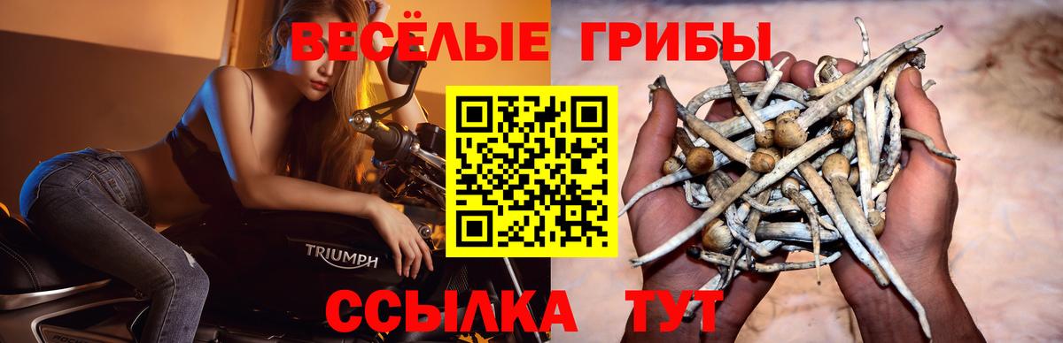 Волоколамск  Галлюциногенные грибы Cubensis  Вход с VPN 